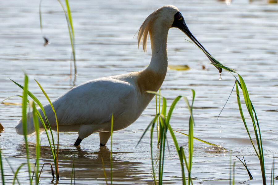 5월, 인천 해안 갯벌 탐조_115.jpg