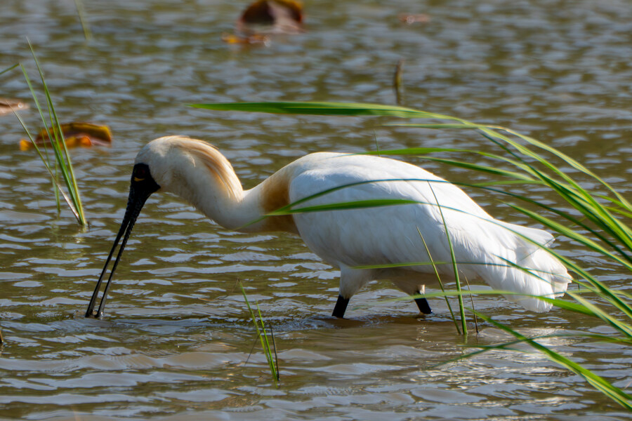 5월, 인천 해안 갯벌 탐조_121.jpg