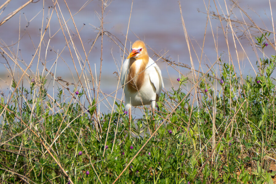 5월, 인천 해안 갯벌 탐조_126.jpg