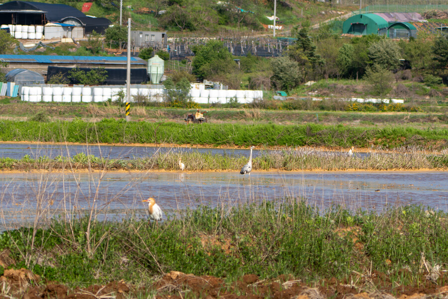 5월, 인천 해안 갯벌 탐조_128.jpg