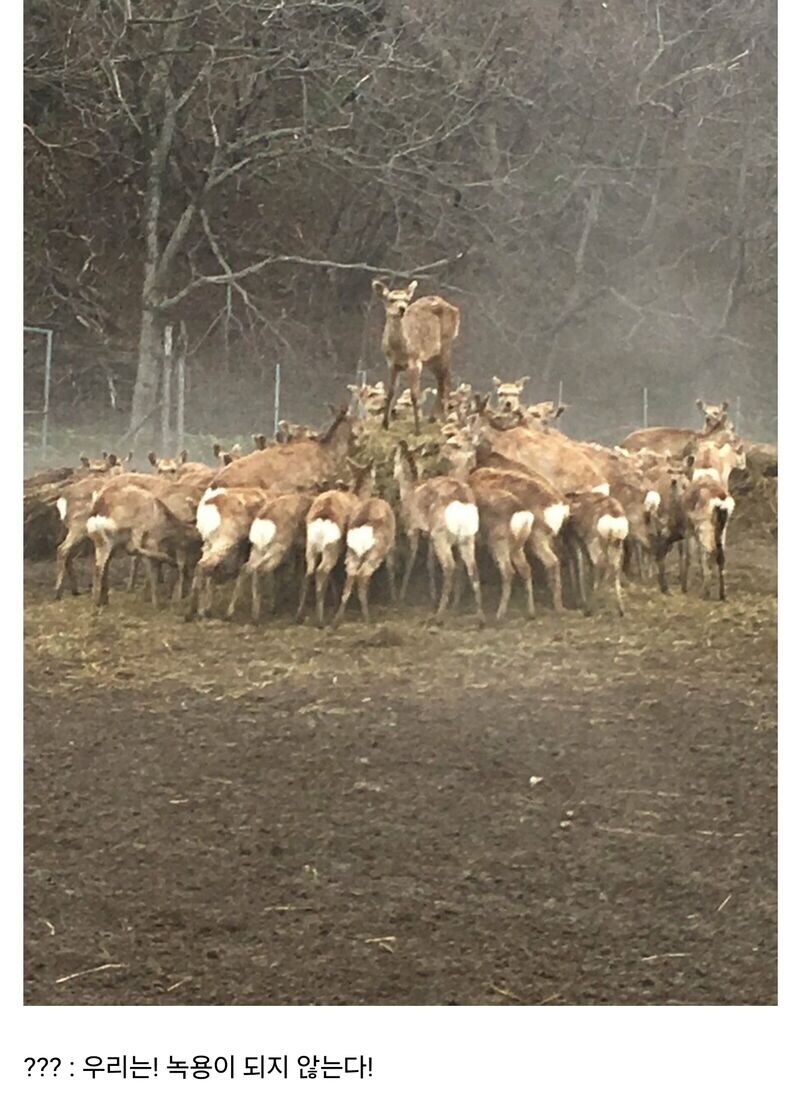 사슴 목장 분위기가 심상치 않다_1.jpg