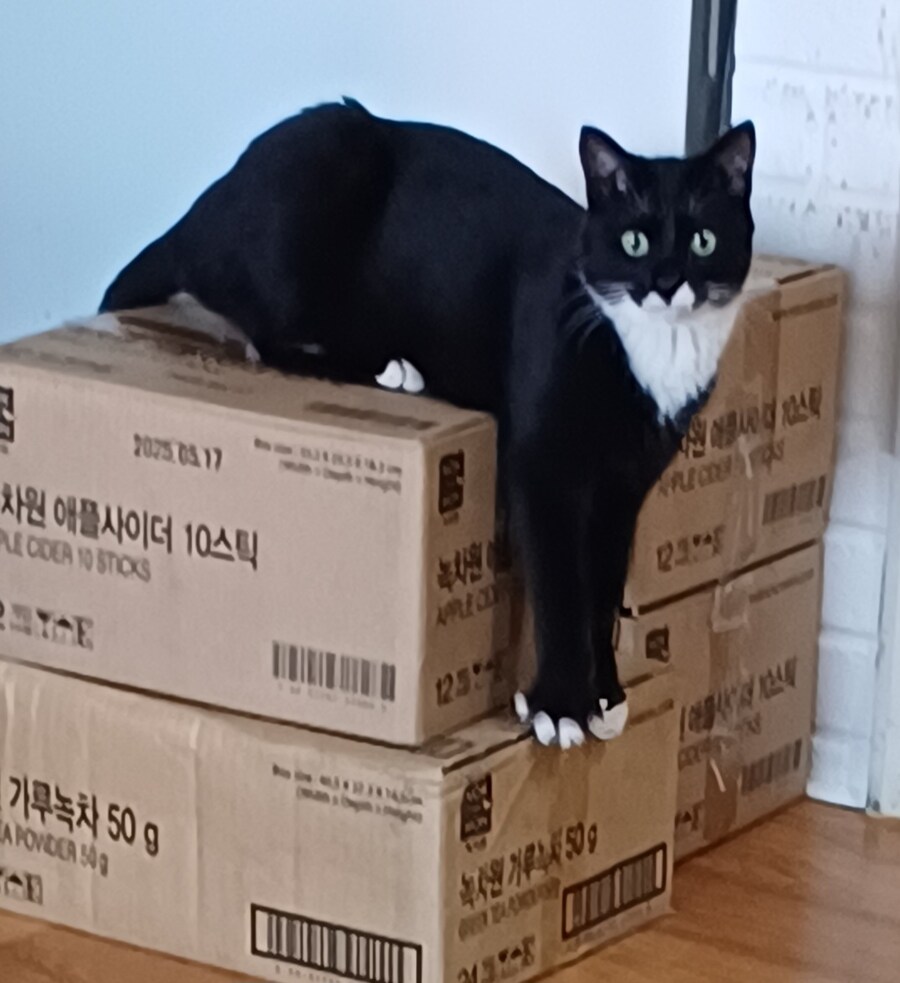 우리집 막내 고우앵ㅇ이 cat_3.jpg