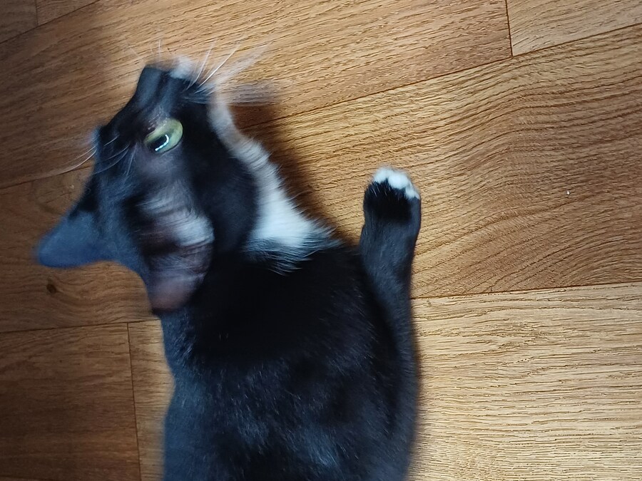우리집 막내 고우앵ㅇ이 cat_8.jpg