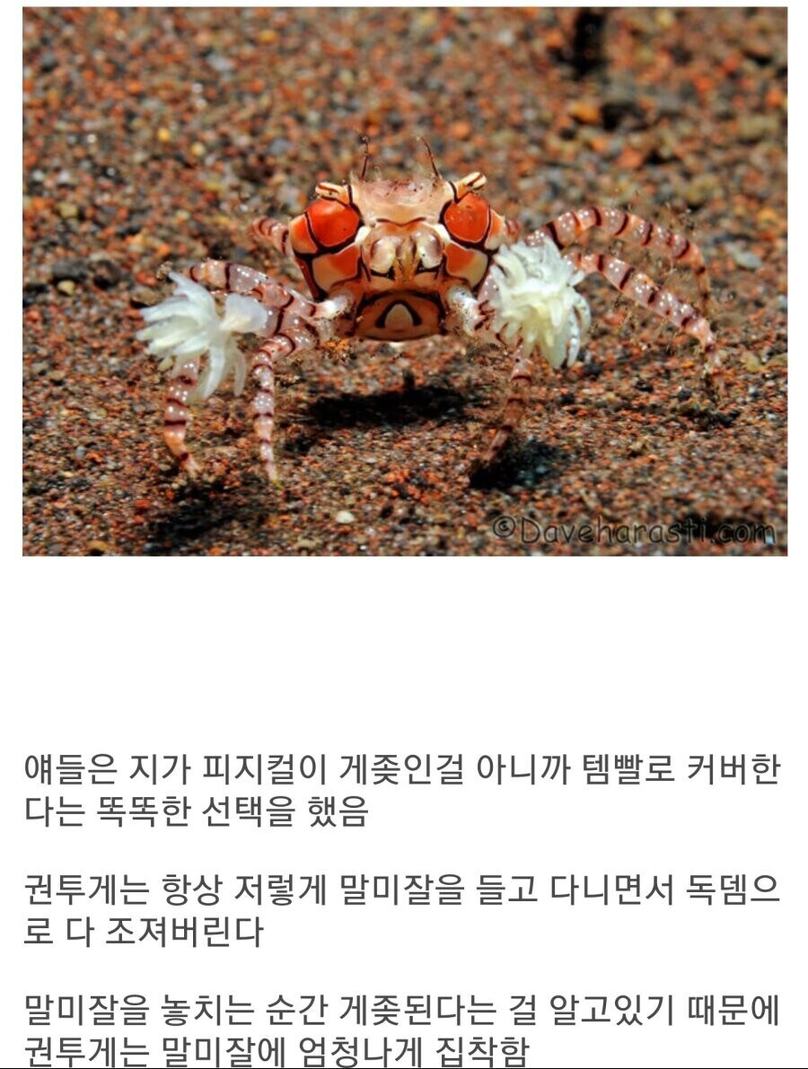 독덴 쌈검충 게색히.jpg_2.jpg