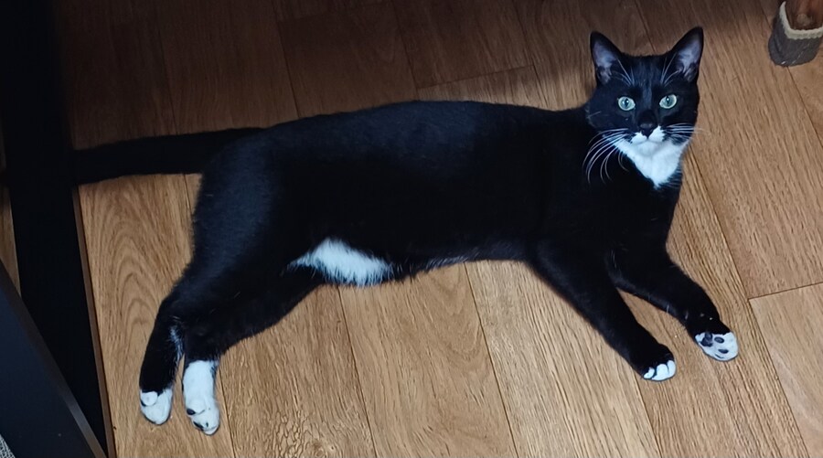 우리집 막내 고우앵ㅇ이 cat_9.jpg