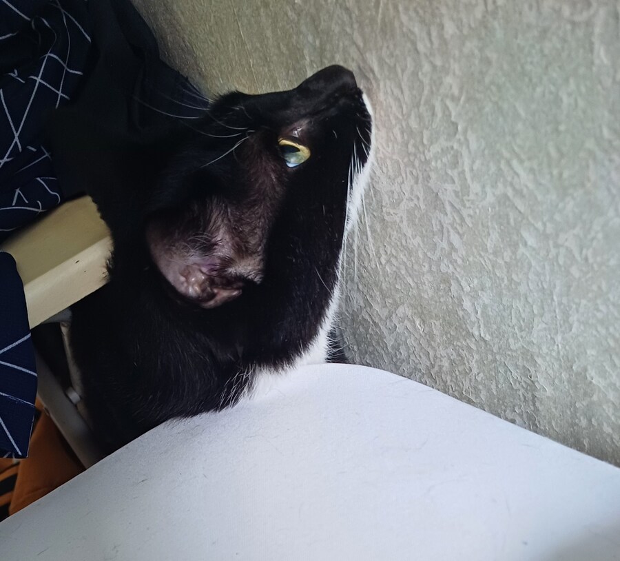 우리집 막내 고우앵ㅇ이 cat_11.jpg