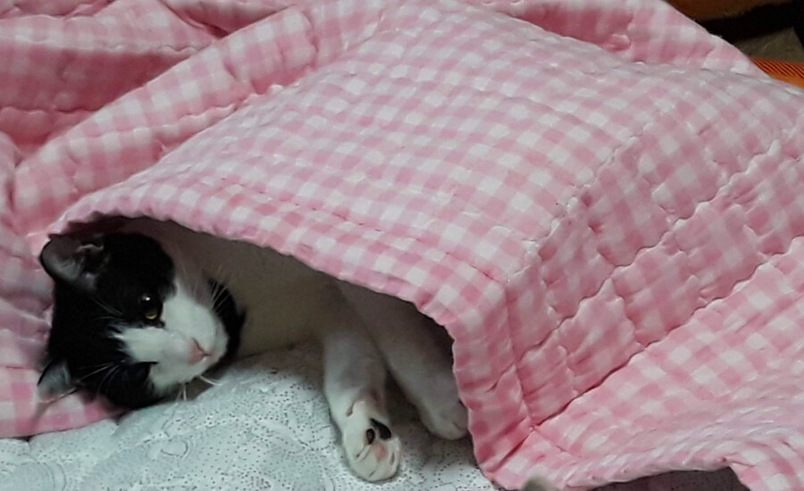 우리집 강아지 보고 가셈_6.jpg