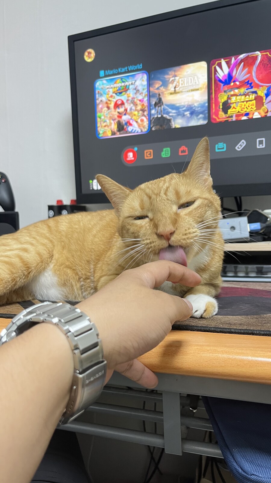 고양이가 자꾸 핥아댐_1.jpg