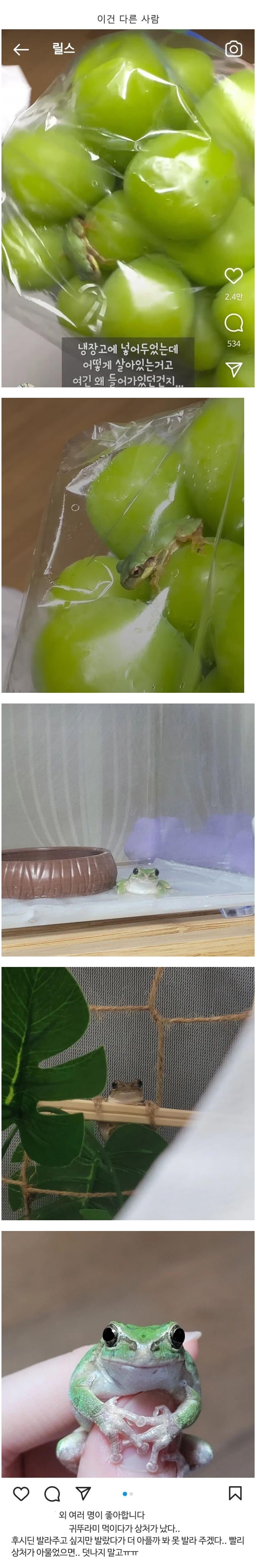 샤인머스캣에서 개구리 나온 사람...jpg