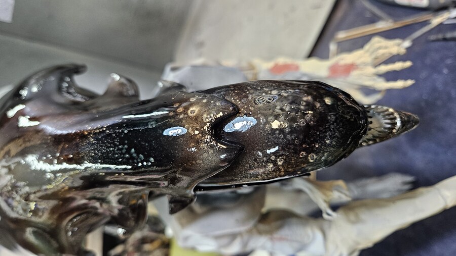 에이리언 퀸 [엠프레스]_17.jpg