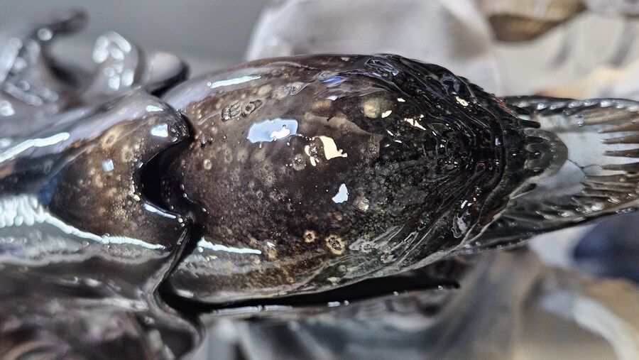 에이리언 퀸 [엠프레스]_21.jpg