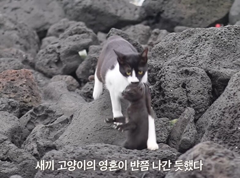 ??? : 엄마!!! 목덜미!!! 목덜미 물어야지!!!!!_3.png