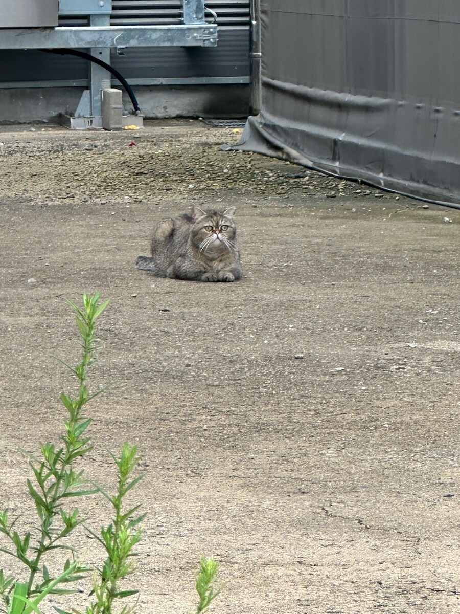 어제 회사 뒤마당에서 주은 냥이 후기.hugi_5.jpg