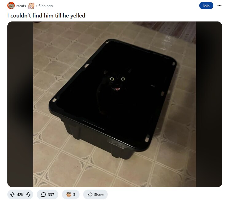 내 고양이가 울때까지 어디있는지 찾지 못했다.jpg_1.png