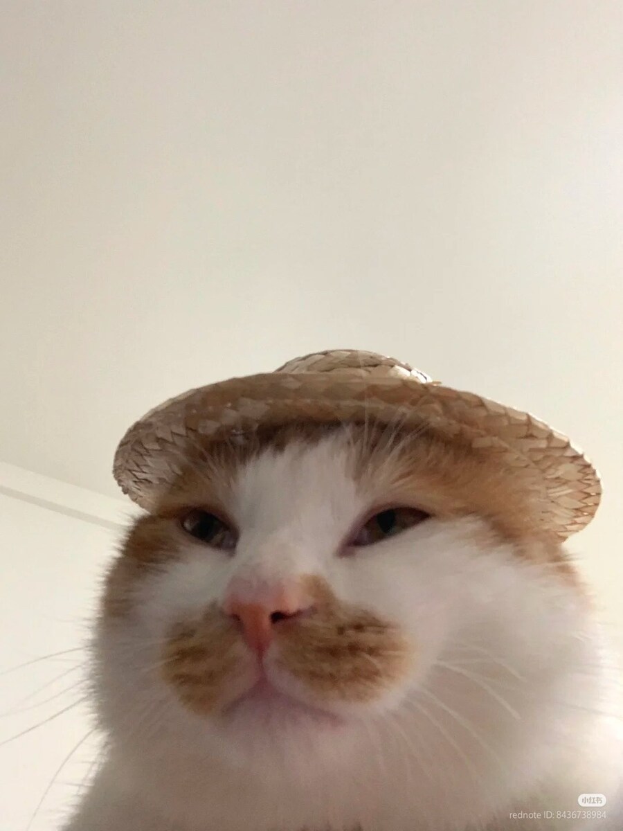 고양이: 너 내 동료가 되라!👒🚜_1.jpg