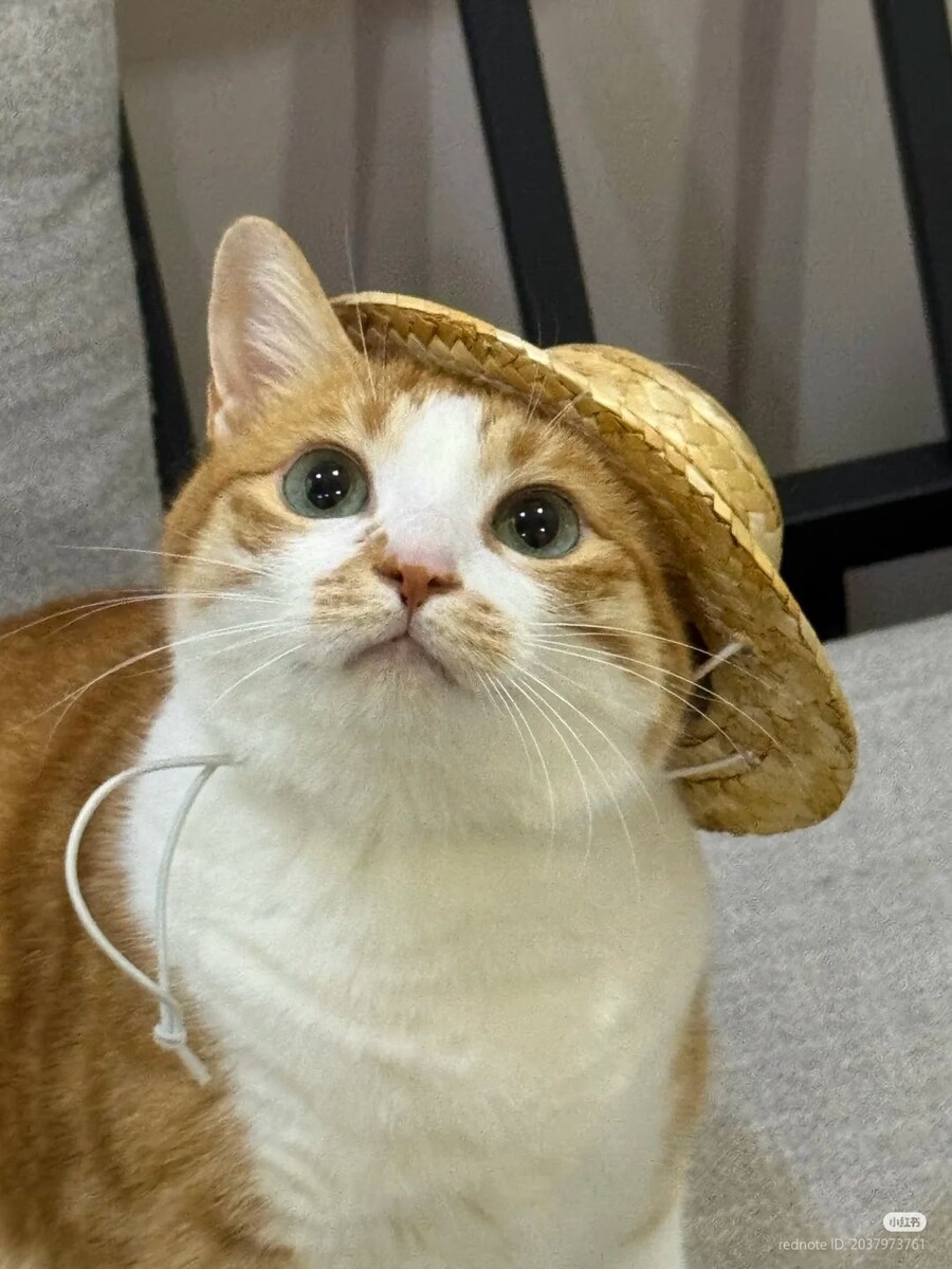고양이: 너 내 동료가 되라!👒🚜_2.jpg