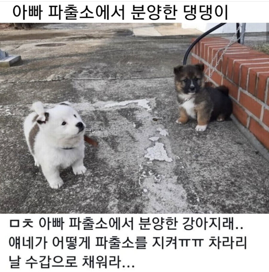 경찰견 든든 하구나 여길 지켜 줘야 한다_1.jpg
