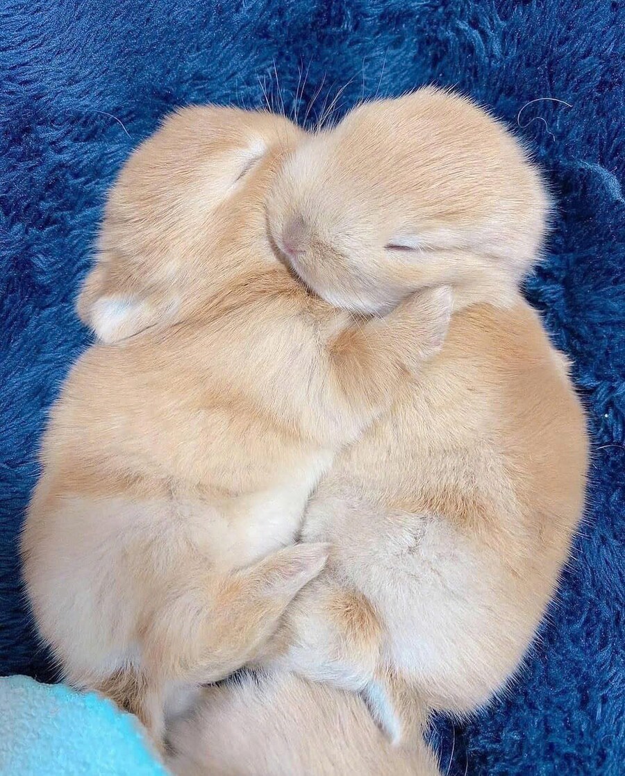 토끼_1.jpg