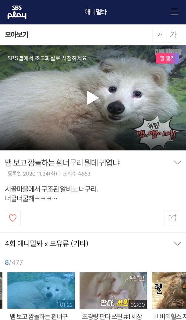 할아버지가 산에서 주운 개가 알고보니 너구리.jpg_4.png