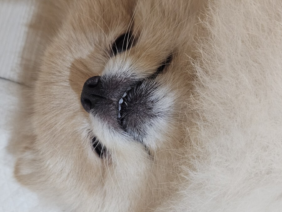 오늘자 우리집 댕댕이 근황_1.jpg