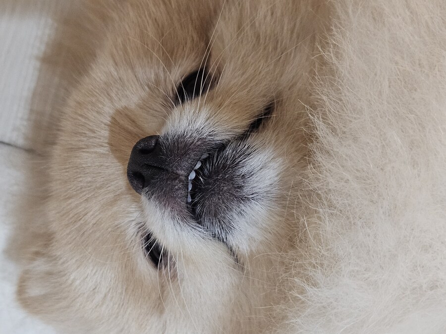 오늘자 우리집 댕댕이 근황_2.jpg