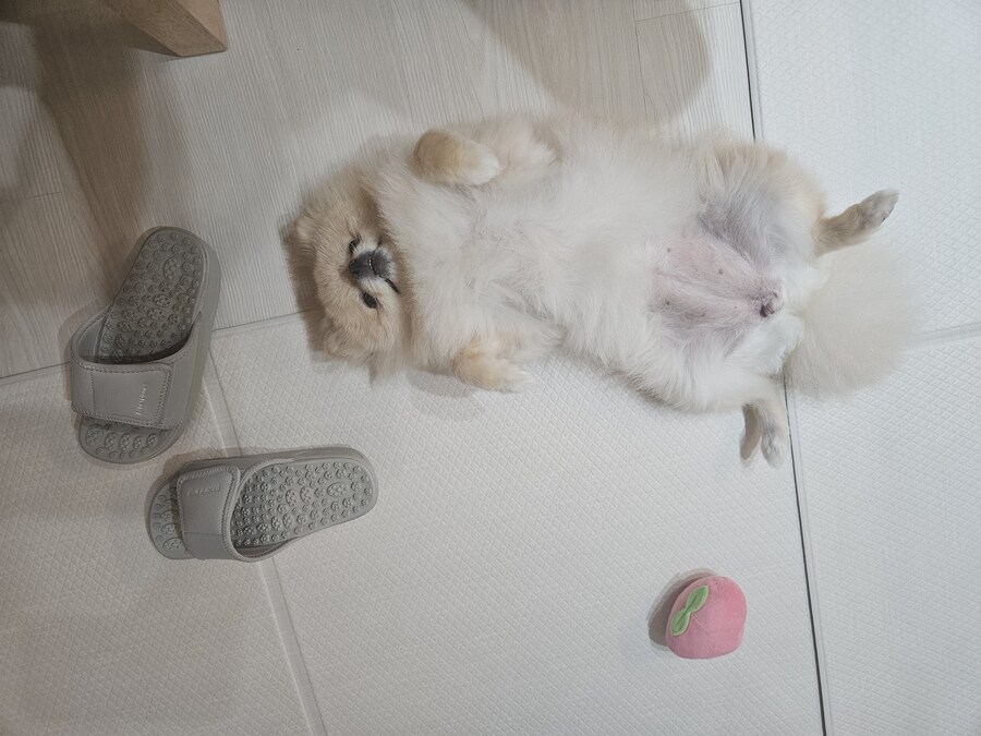 오늘자 우리집 댕댕이 근황_4.jpg