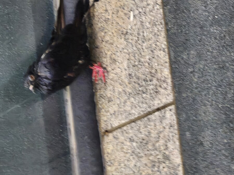 오늘 아침 호우에 만난 비둘기 모습_2.jpg