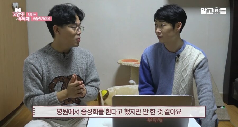 중성화 수술 두번 하게된 고양이들_10.jpg