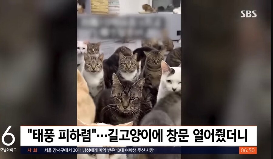 고양이들 태풍피하라고 집창문 열어줬더니.jpg_1.jpg