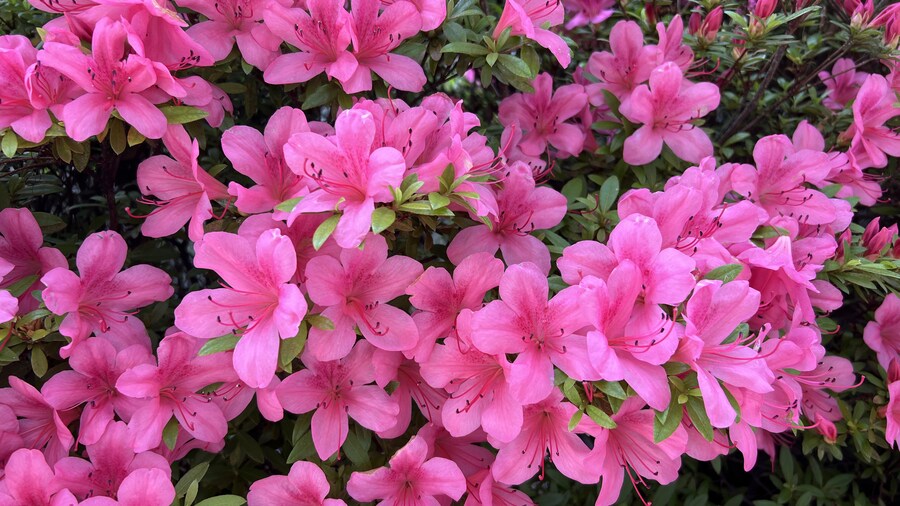 부산 사는 남자의 2025년 06월 먹부림. (※스압, 데이터)_7.jpg