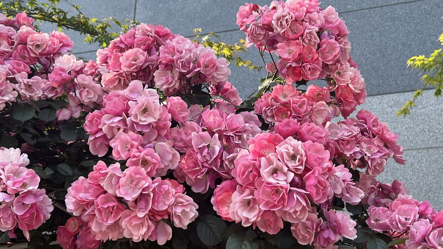 부산 사는 남자의 2025년 06월 먹부림. (※스압, 데이터)_8.jpg