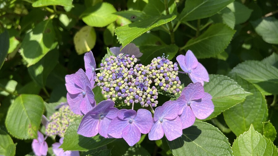 부산 사는 남자의 2025년 06월 먹부림. (※스압, 데이터)_128.jpg