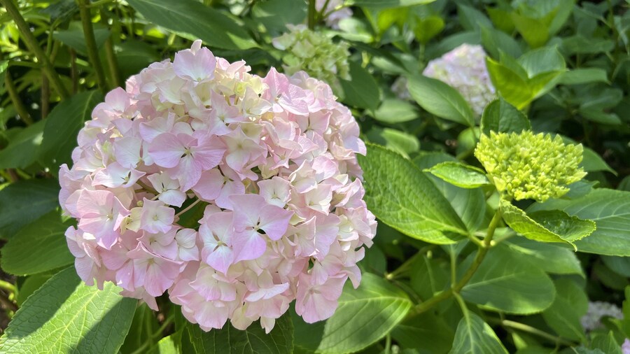 부산 사는 남자의 2025년 06월 먹부림. (※스압, 데이터)_129.jpg