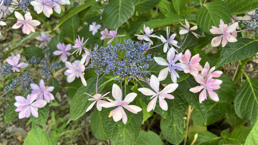 부산 사는 남자의 2025년 06월 먹부림. (※스압, 데이터)_160.jpg