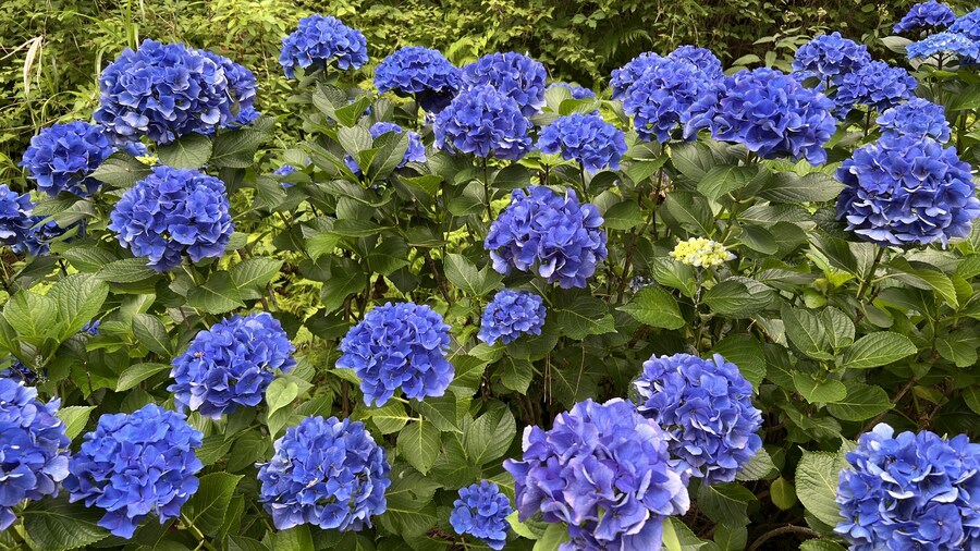 부산 사는 남자의 2025년 06월 먹부림. (※스압, 데이터)_242.jpg