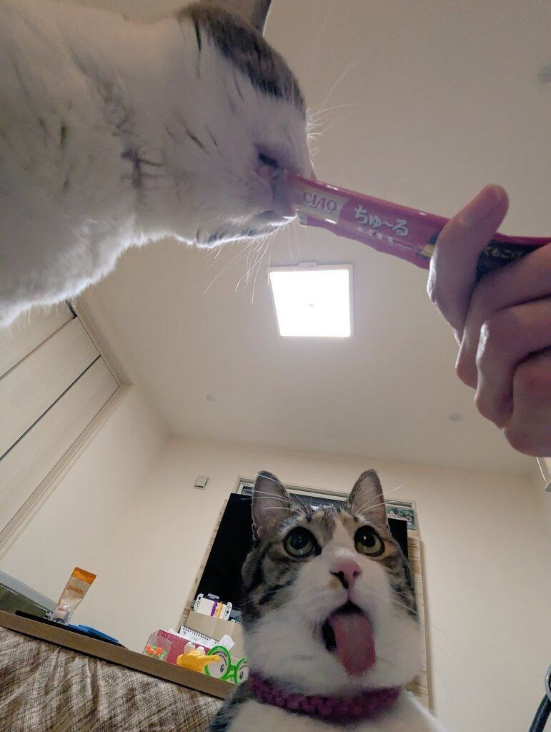 고양이: 으음... 츄르... 🤪🐈_1.jpg