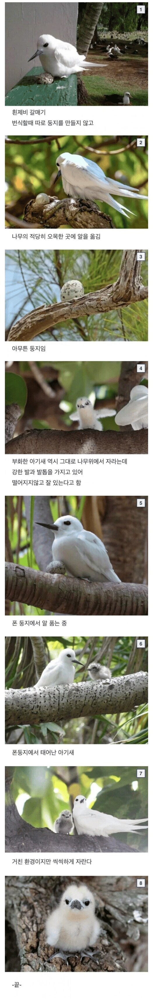 둥지없는 새자강 새_1.png