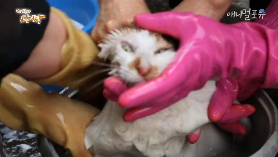 혐) 산체로 삶아지는 고양이...jpg_8.jpg