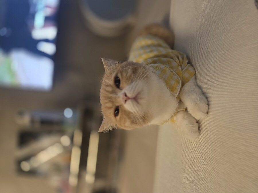 울집냥이 보고가라_3.jpg