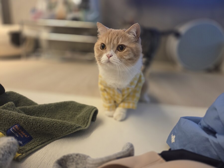 울집냥이 보고가라_6.jpg