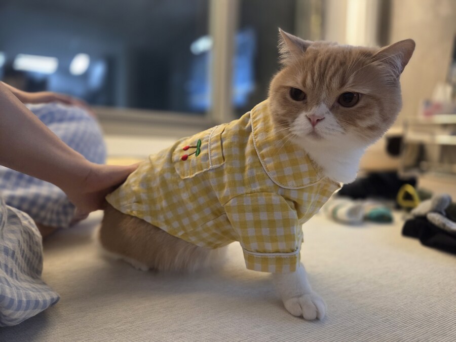 울집냥이 보고가라_7.jpg