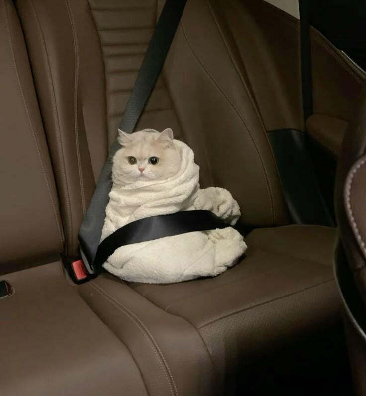 안전벨트 멘 고양이🐱_2.jpg