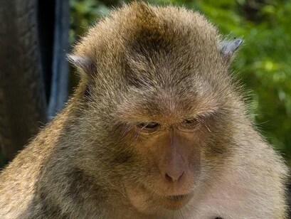 원숭이 아저씨의 대모험_163.png