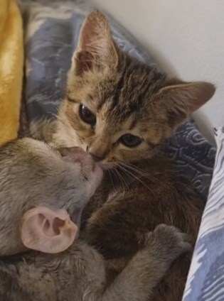 원숭이 아저씨의 대모험_165.png