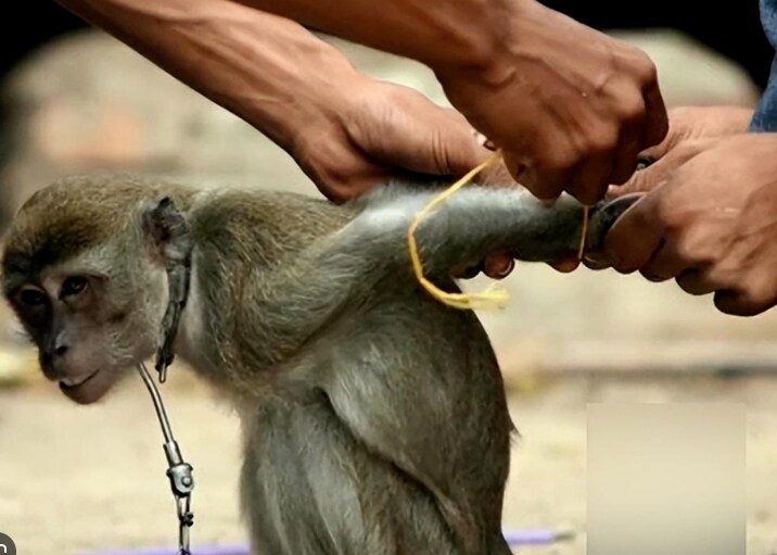 원숭이 아저씨의 대모험_164.png