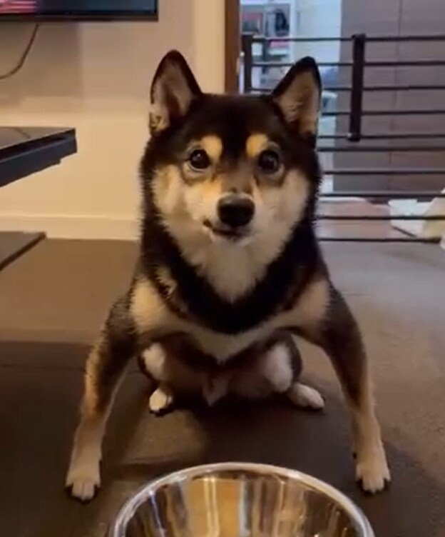 일본의 예절을 아는 강아지에게 빵터진 주인_1.png