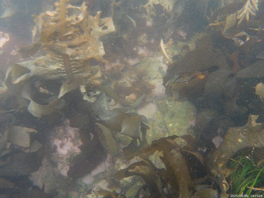 스압주의) 부산바다 스노클링_2.jpg