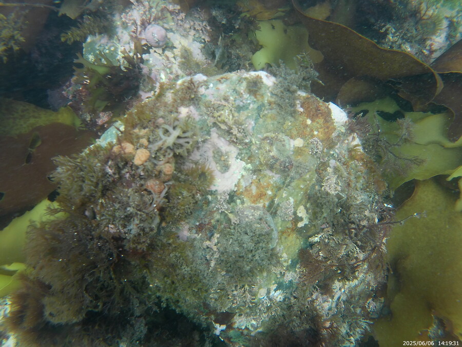 스압주의) 부산바다 스노클링_4.jpg