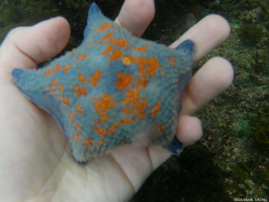 스압주의) 부산바다 스노클링_6.jpg