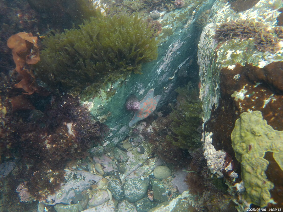 스압주의) 부산바다 스노클링_12.jpg